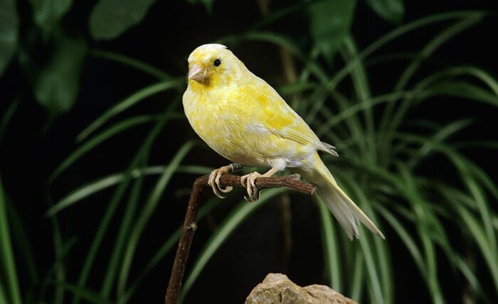 Canary in a Coalmine?