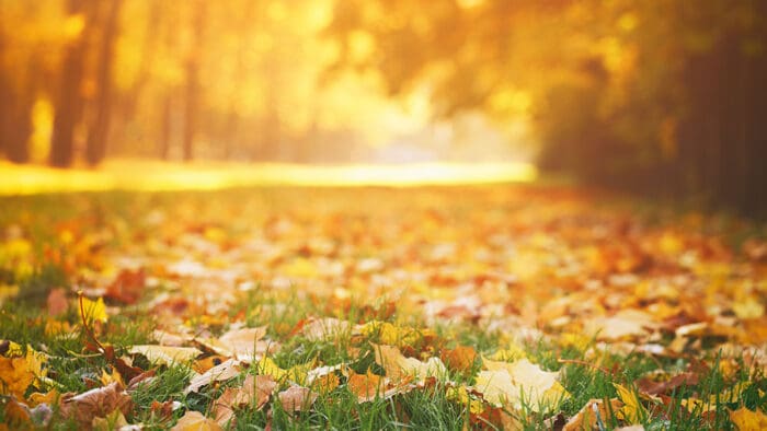 Halloween and Christmas for Markets