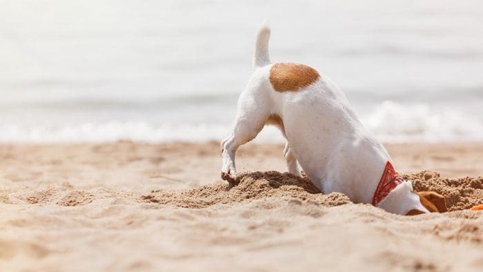 Digging Into Small Caps