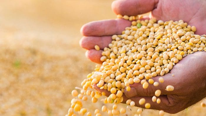 Soybean Oil in the Biofuel Era: An Industry Expert’s Perspective
