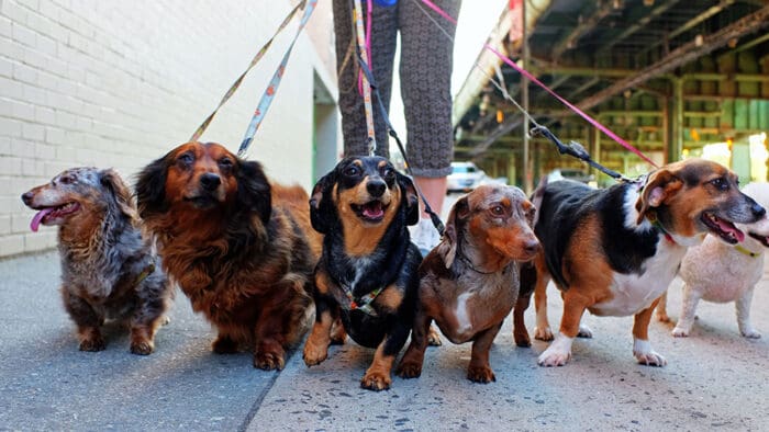 Path of Leashed Resistance