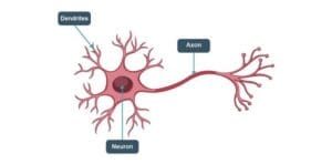 Neural Network In Python: Types, Structure And Trading Strategies