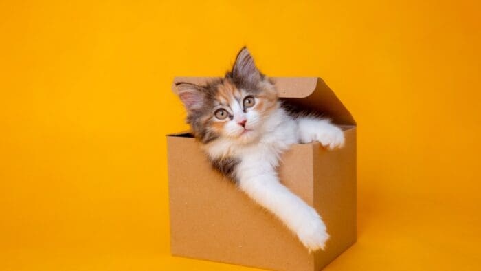 Schrödinger’s Stock