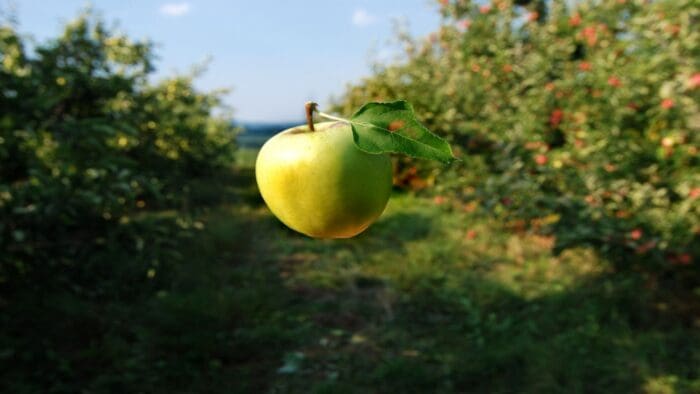 APLD Doesn’t Fall Far from the Tree