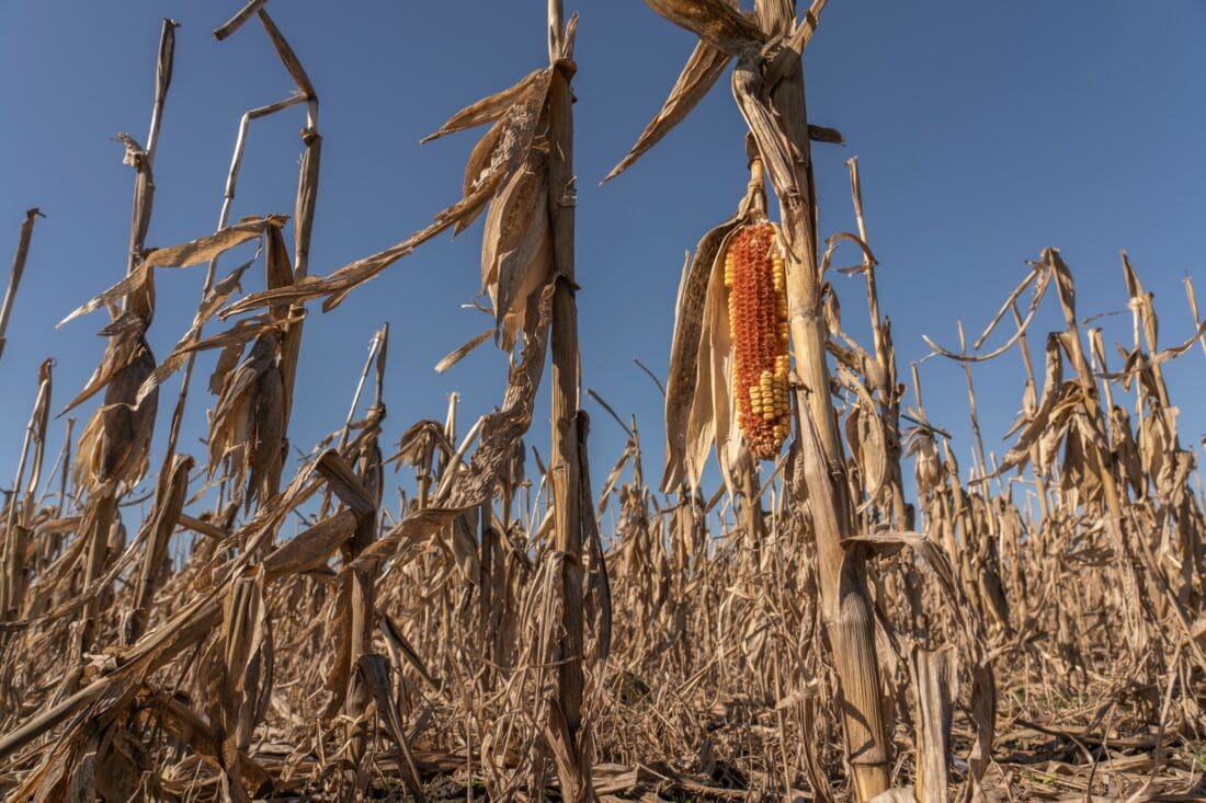 dried up corn crop