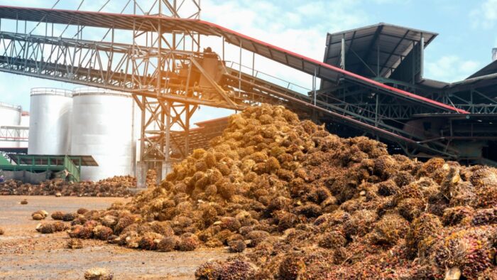 2026 Recap of Palm Oil Market Expectations