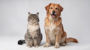 How much do you love your pet?
